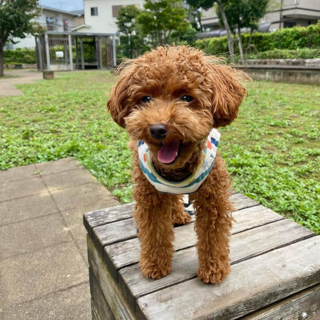 佐々木萌香さんのインスタグラム写真 - (佐々木萌香Instagram)「愛犬の笑顔が可愛いすぎる🐶 お仕事お休みの日はのんびり公園でお散歩です(オフの日はｽｯﾋﾟﾝ……) . #トイプードル #癒しわんこ #dog #puppy #toypoodle」9月17日 15時52分 - moeka_sasaki