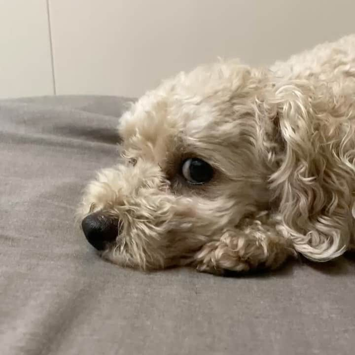 チャチャ丸のインスタグラム：「チラ👀 チラ👀 . . . #トイプードル #toypoodle #poodle #dog#dogs」