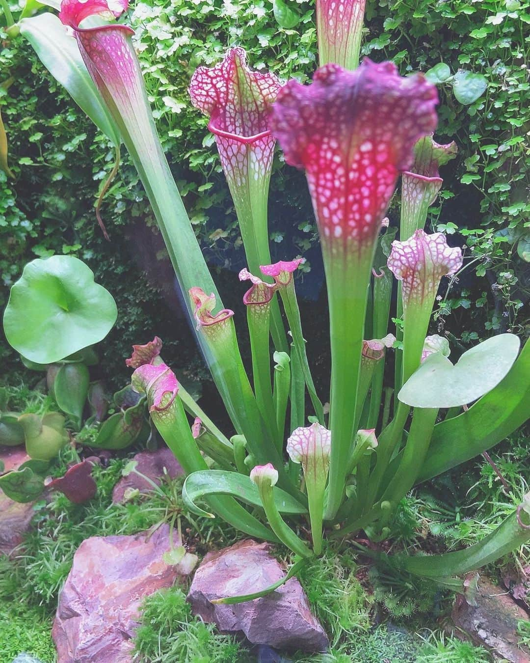 柴真緒のインスタグラム：「🌱🌱 念願の国立博物館の特別展「植物 地球を支える仲間たち」に行ってきました🌍💞  私は大学ではシロイヌナズナという植物を扱って研究をしていて、植物に癒される日々を過ごしています！ 植物展にもずっと行きたくて、やっと行けて大満足です✨  写真の先っぽが綺麗な真ん中の植物は、食虫植物です！ 捕虫葉と呼ばれる葉っぱが可愛いです🌿  今週は日本植物学会もあるので植物ウィークです🥳  #植物展 #国立博物館 #植物のある暮らし #女子大生の日常 #lovegreen #loveplants」