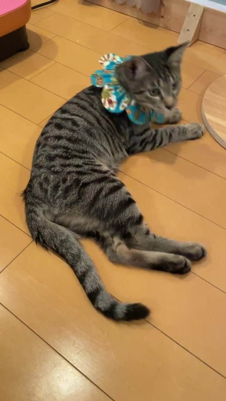 maimocotoのインスタグラム：「里親さん募集中のキジトラ兄弟💗 #チップとピコラ です。 自慢のω（巨玉）を見せつけてくる日々をご覧ください😊」