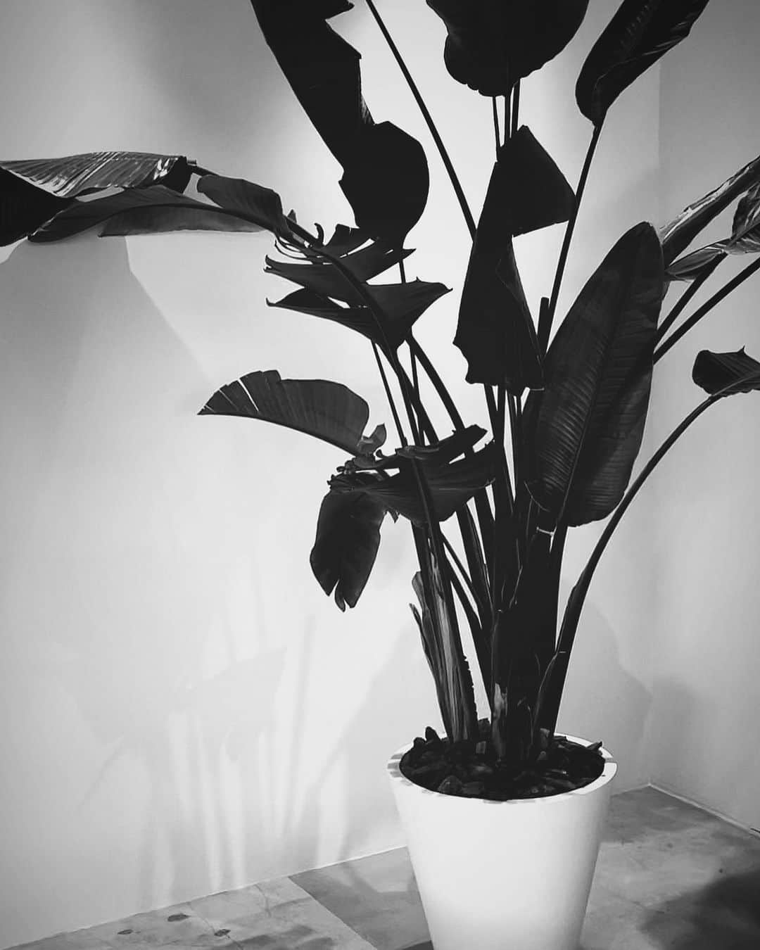 宮内理沙さんのインスタグラム写真 - (宮内理沙Instagram)「これくらい大きな観葉植物を自宅に置きたいです☺︎🌿 . . #今は小さめのモンステラとサンスベリアを育てています🌴 #元気に育ってね🙏」9月18日 23時10分 - risa_miyauchi