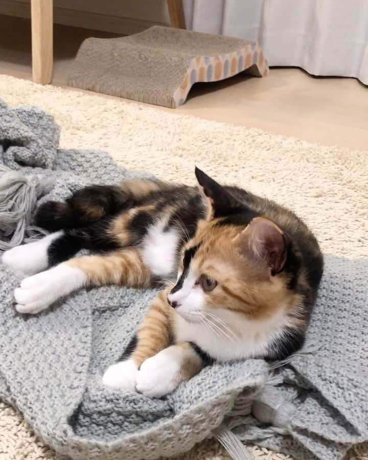 ♡caro꒰⌯͒•·̫•⌯͒꒱ ♡のインスタグラム：「途中からだーれも相手をしてくれなくなる寂しい動画。  毎日ごはん用意しておトイレ掃除して遊んでるのは誰かわかってるのかーー！！  うそです。 ごはん用意させていただいてます。 トイレも掃除させていただいてます。 遊んでいただいてます。  だから相手してーーー😭  #カルミオ家の日常」