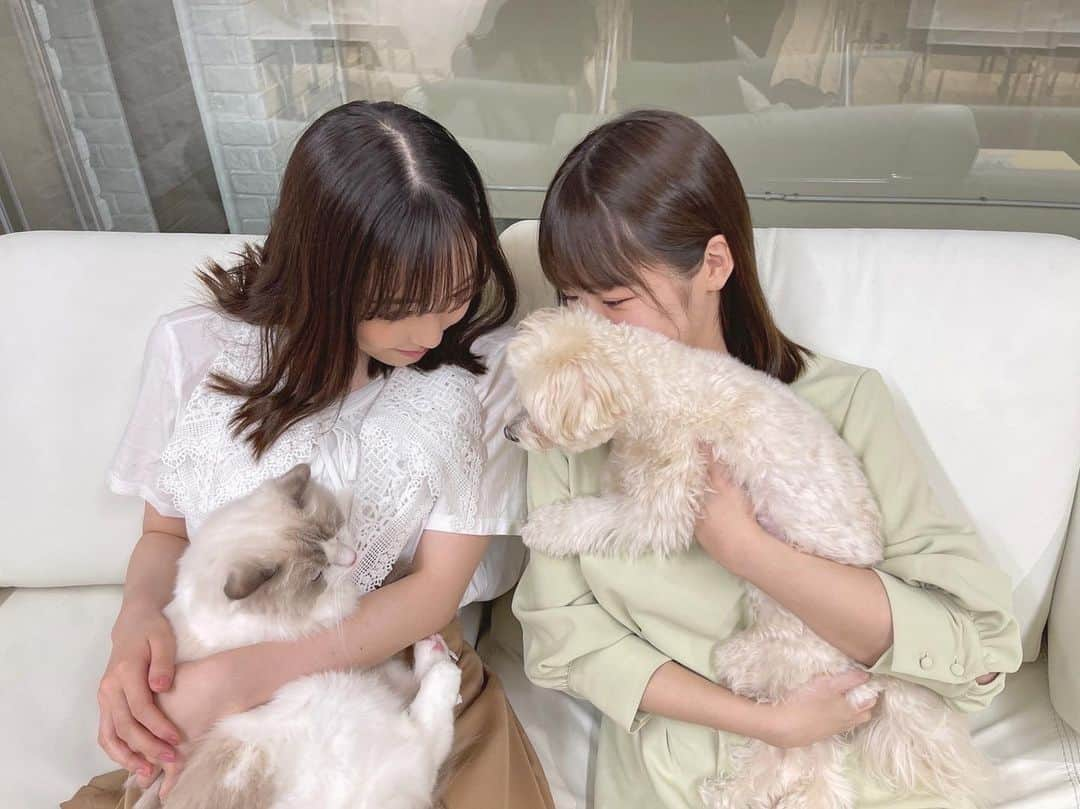 譜久村聖さんのインスタグラム写真 - (譜久村聖Instagram)「🤍ちぇる&とうふちゃん🎀ラヴィ&聖🤍  クリームみたいでふわふわな とうふちゃんとラヴィ︎𓂃𓈒𓏸  初対面🌟  新鮮な4shot♡  #morningmusume21 #モーニング娘21  #野中美希  #とうふちゃん #犬 #dog  #譜久村聖  #ラヴィちゃん #猫 #cat   #わんすたぐらむ #にゃんすたぐらむ」9月18日 21時48分 - mizuki_fukumura.official