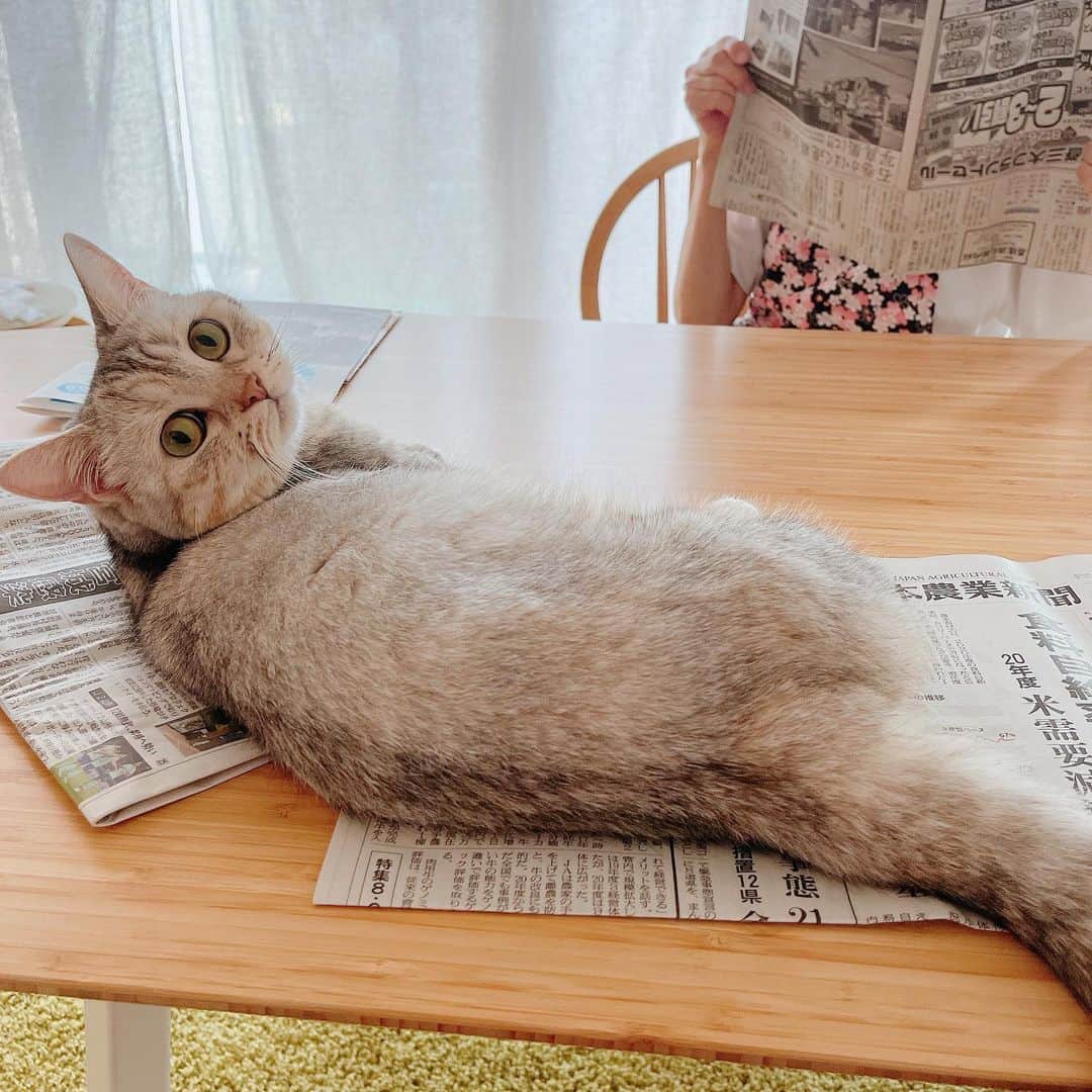 森下千里のインスタグラム：「おはようございます。  我が家の新聞タイムにも🐈🐈🐈  . . #宮城五区 #新聞 #猫のいる生活 #農業新聞 #石巻かほく #河北新報 #母と2人暮らし #ぷらす🐈」