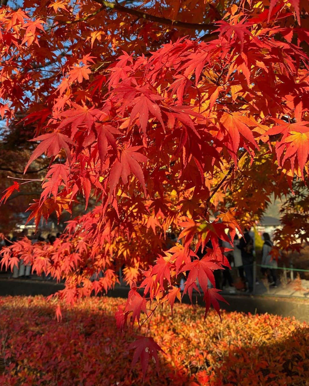 宮崎優さんのインスタグラム写真 - (宮崎優Instagram)「大好きな秋。  君は、いつ姿を見せるのか。🍂🍠」8月26日 0時28分 - yumiyazaki