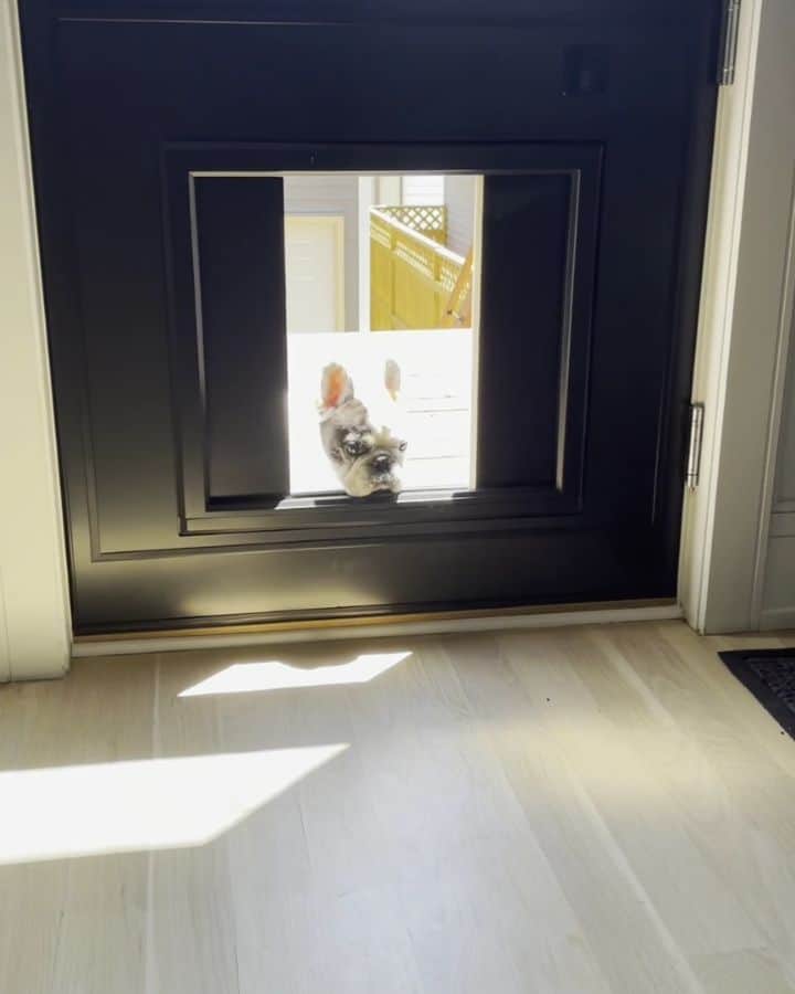 Manny The Frenchieのインスタグラム：「Oh my dawg! Our new myQ Pet Portal finally arrived and it’s pawsome! They replaced our old door with a new one that has a magic door to our secure backyard, just for me and my brothers. We can go in and out even when my people are not home - all they have to do is tap their phone to let us out or we can use our fancy new collars. Tail wags all around for this smart home pupgrade!  Find out more at the link my bio or story!」