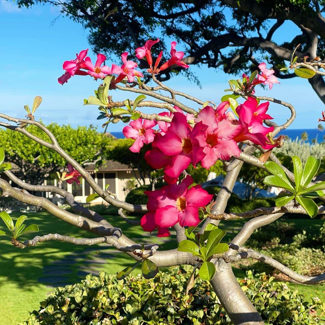 マキ・コニクソンさんのインスタグラム写真 - (マキ・コニクソンInstagram)「Good morning from Sunny Hawaii!! ☀️😎  ハワイは一年中お花が咲いています。 サスガ常夏ハワイ！☀️🌺 空港を出ると何とも言えない甘〜い香りが するんだよね！😊  昨夜、日本にいる友達から信頼してる友達から悪口言われてるって落ち込んで”心の相談”があったの。いわゆる”人間関係”の相談！ あたいは真剣に考えました！🤔  “悪口”と”愚痴”の違い！☝🏼  “悪口”は悪意があるからその人のいない所でその人の良くない話をするの。で悪口を話してる人に同意を求めてその人の持ってる ネガティブ/アンチワールドに入れたいの。  “愚痴”は自分がストレスになってる原因や 心に溜まってるモヤモヤの事。  自分の心の声だし自分が感じてる事だから さほど悪意はない。愚痴からエスカレート して悪口になっていく事もあるね。🤔  私がいつも思う事は “悪口”を言う人はその人の前で言えないからその人のいない所でバッドエナジーを出すんだよね。要はネガティブ思考な人。 弱虫で嫉妬深い人。カッコ悪い人。 私は人の悪口を言う人は好かんしその類の 人とは付き合わない。時間の無駄！  私の仲良くしてる友達には誰一人と人の “悪口”を言う人はいないなぁ。🤔 それどころか文句があったらその人に直接言う人達！👍🏼本当に正々堂々としてる！ イケてる人ばかり！👍🏼  でも”愚痴”を言う人はたくさんいる。 (私もたまにあるよ！)でもね仲良しの友達に愚痴=心の声を聞いてもらうとスッキリするんだよね！👍🏼😊  たださ、”愚痴”を聞いてくれる人は選ばないとだよ！☝🏼 それが”悪口”と捉えられたらたまったもんじゃないからね！ あくまで”心の声”を聞いてもらうだけ！ だから私は話す前に 私の心の声を聞いてね、って言って話終わったら”あ〜スッキリした！おわりっ！”って 流してもらうの！家族とか本当に自分を分かってくれてる人にしか言わないよ！だって、”口は災いの元”だからね！  皆さんも悪口言う人がいたら自分が同意しない事には流されないようにしっかり自分軸を持っていてね！頷いただけでも共犯者と思われちゃうからね！コワイ、コワイ、😅 断れる勇気を持とう！💪🏼  愚痴と悪口の違いを分析してみました！✍🏻伝わるといいな！ 本当に友達は選ぼうね！ 表面だけの友達はわたしは 要らないっ！時間の無駄！ 私の思想を聞いてくれて有難う！😆  今日も自分をしっかり持って 楽しい一日を過ごしましょう！😊  笑顔で行ってらっしゃ〜い！😄👋🏼 私も行って来ま〜す！😄👋🏼  #エアハワイ🌺  #悪口と愚痴の違い #人って人によってやられちゃうんだよねぇ #自分軸をしっかり持とう #人に流されない自分になろう #自分を分かってくれる友達は一人いれば十分だよ！ #友達は選ぼうね！」8月26日 6時07分 - makikonikson