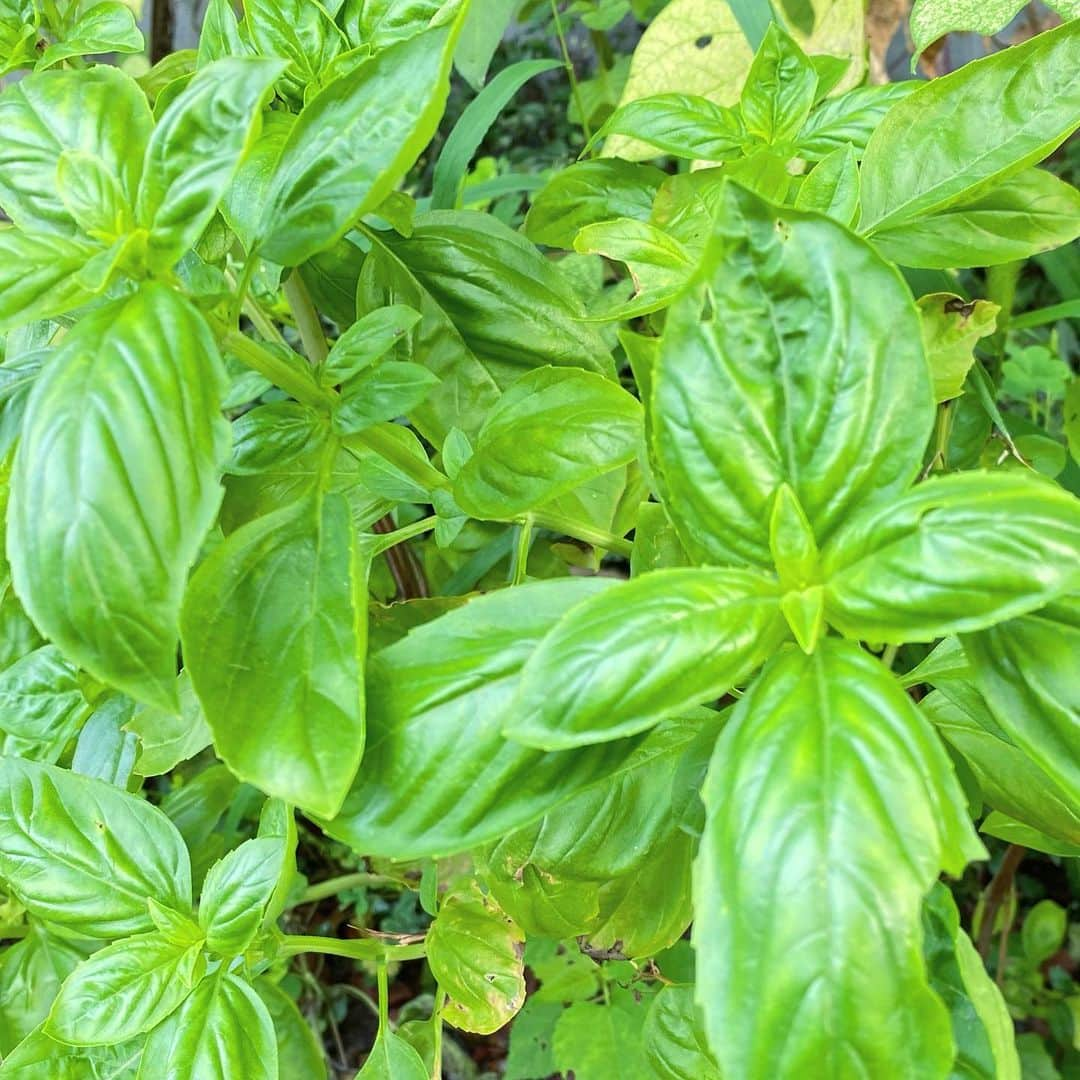 荒井つかささんのインスタグラム写真 - (荒井つかさInstagram)「バジルソース🌱🌱🌱  美味しかった〜！  ご飯テキパキ早く美味しく、作れるようになりたい⸜( ◜࿁◝ )⸝︎︎」8月26日 11時00分 - 22tuttu_