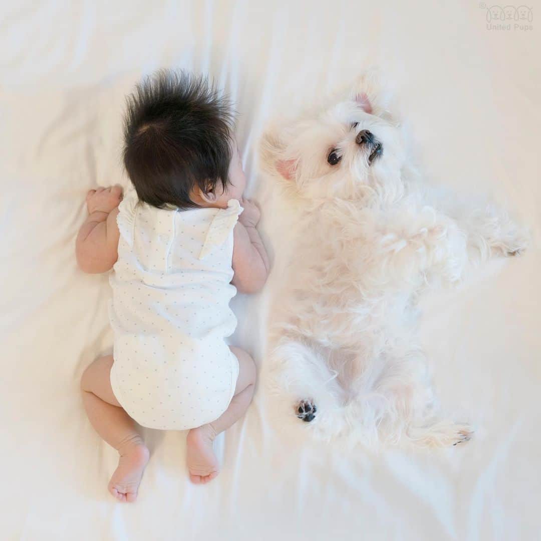hi.arodのインスタグラム：「Mom said, “Tummy time!” ☝️😬 ・・・ #tummytime #newborn #dogsandbabies #newbornbaby #newborngirl #tummytimefun #8weeksold #bellyrubs #bellyrubsplease #dogandbaby #dogandbabylove #sibilings  #maltese #yorkies #poodles #morkie #maltipom #maltipoo #babysister #babyanddog #babytraining #malteselovers #malteseworld #malteseofinstagram #malteselife #malteseclub #maltesenation #maltesesociety #maltesers #maltesedaily」