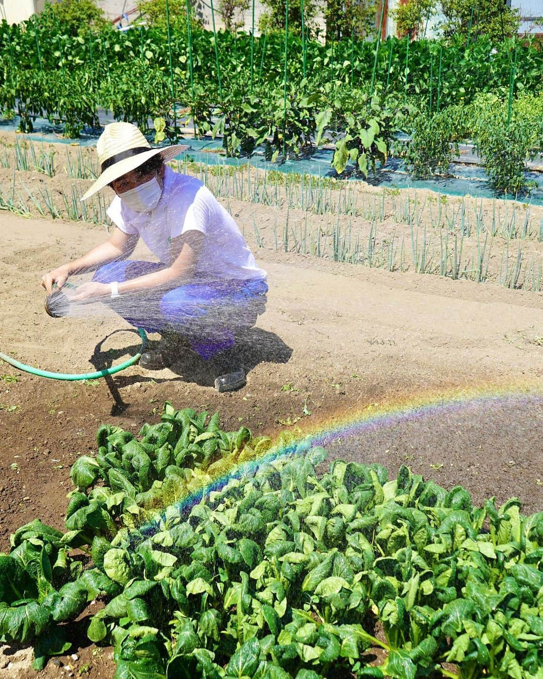 福田太郎のインスタグラム：「イチモニ！農園 🥬 夏野菜さんたち、すくすく。収穫も終盤！ 一緒に見届けて頂けると、嬉しいです🌽 ⠀ #オリンピック #農業 #高校野球 最高の夏を、駆け抜けました☀️ #ありがとう #2021夏 #ただいまインスタ ※1ヶ月ぶり ⠀ #イチモニ農園  強い日差しで、水不足な日も。 うってかわってザーザー降りの日も。 全てを糧に、大きく育ってくれました😂」