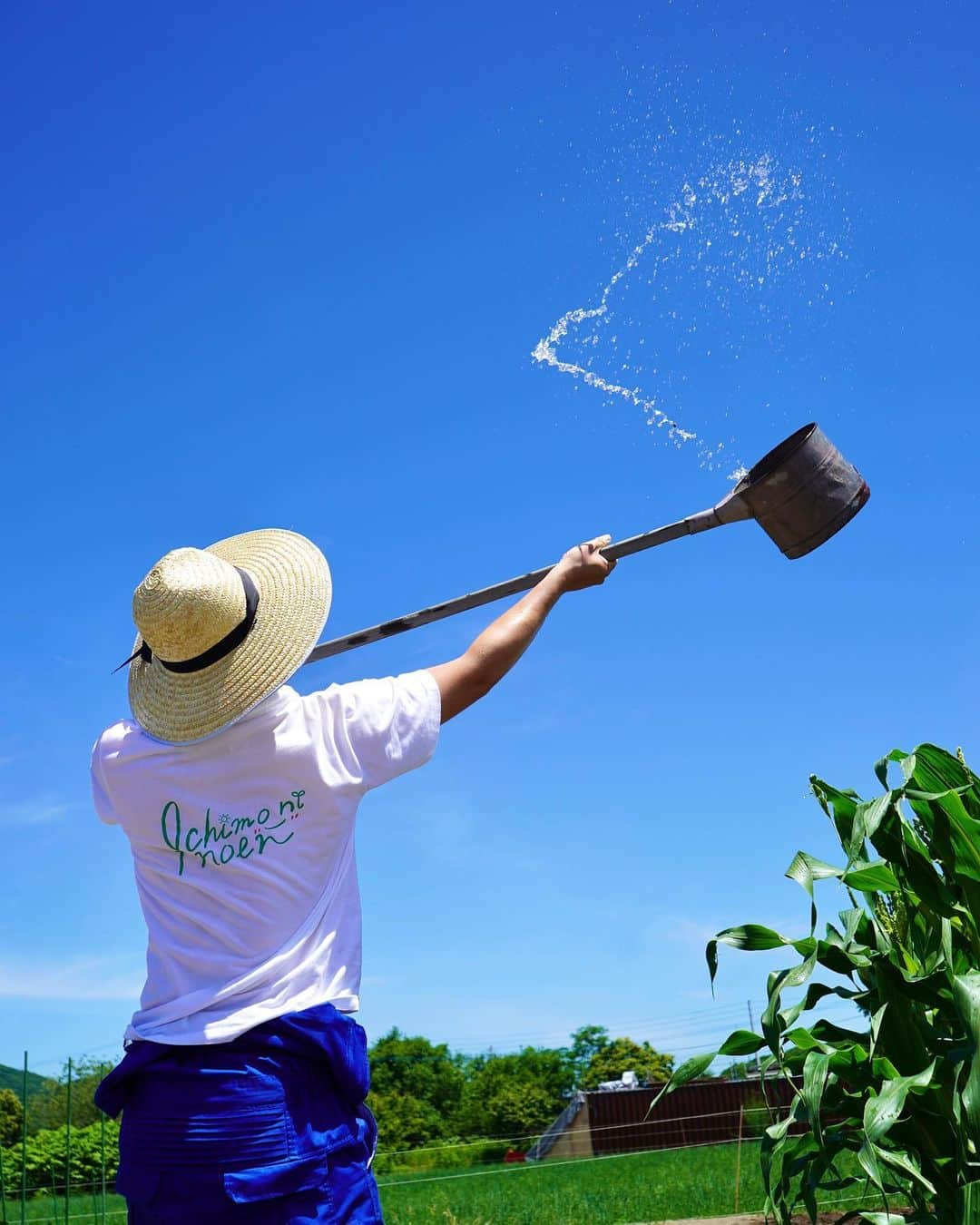福田太郎のインスタグラム：「イチモニ！農園🥬 晴れた日の青空は、最高に気持ち良いけど、 この夏、たまの雨の日も、好きになりました。 ⠀ たえず水をあげ、大切に育てる農家さんたち 美味しい野菜を、ありがとうございます👩‍🌾👨‍🌾 ⠀ #イチモニ農園！あす朝です☀️ 皆さん、元気にしてましたか？ お久しぶりです🙋‍♂️ #ただいまインスタ」