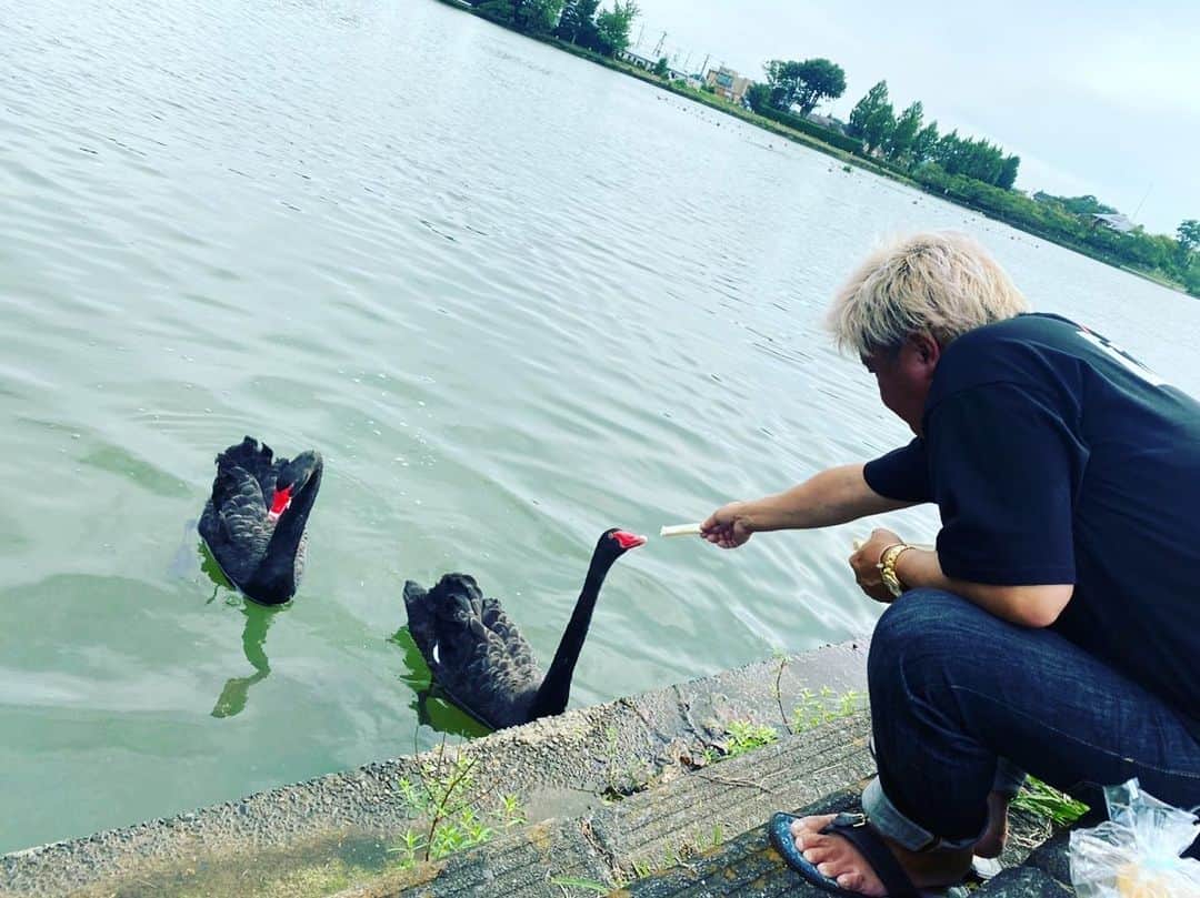 諸星伸一のインスタグラム：「⭐️Black swan＆White swan⭐️  There is a black  swan near a factory in Ibaraki Prefecture. I always buy food when I go there. I love feeding animals. I love nature. I love flowers. Maybe that's because I was born in Tokyo and grew up in Tokyo.  Life is just around the corner.  #lamborghini#morohoshi#fightingstar#fsbk#tokyo#japan#ibaraki#blackswan#whiteswan#flower#nature#sun#mountain#sea#river#summer#junkymood」