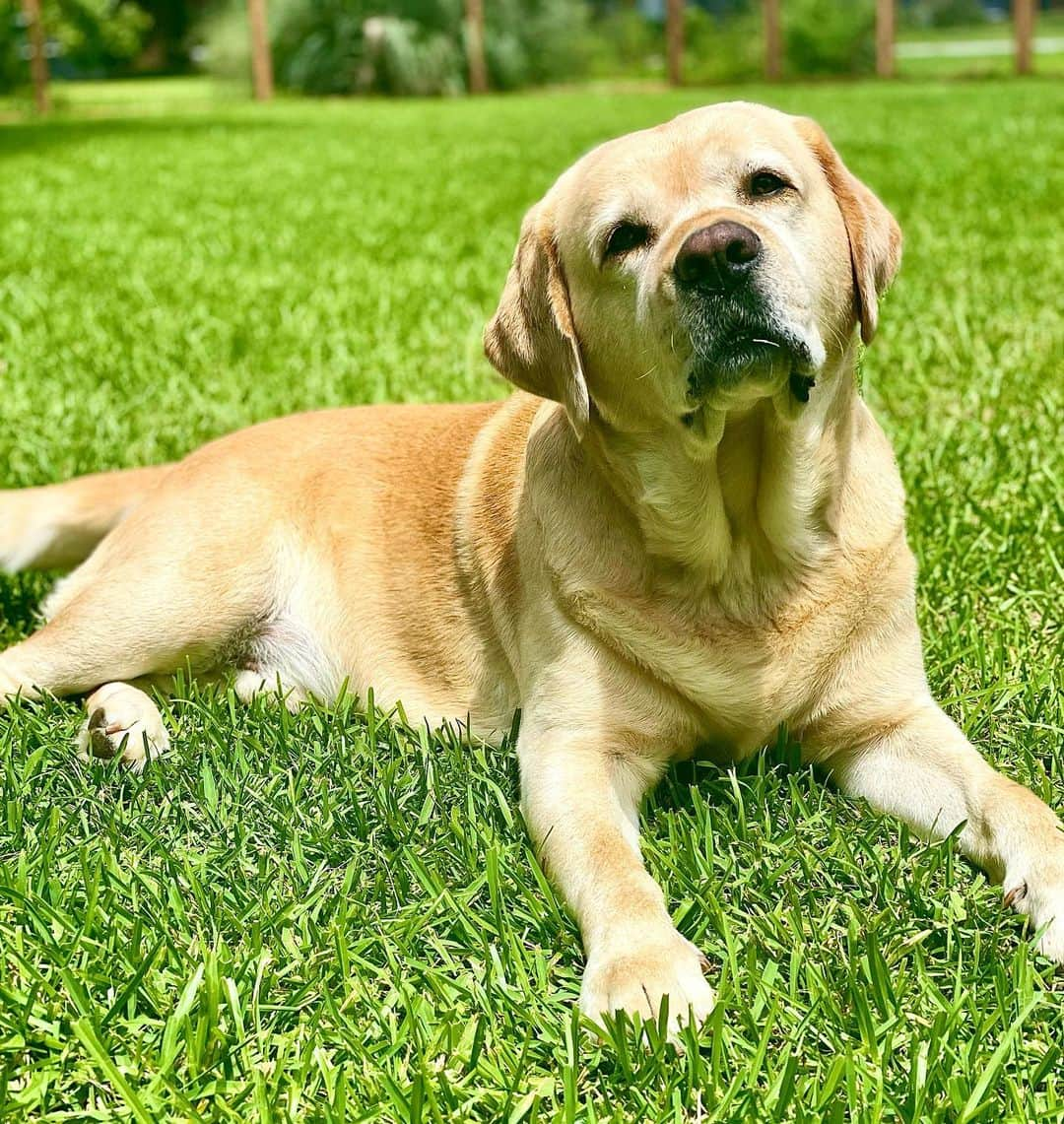 Huckのインスタグラム：「Everyday is National Dog Day around here 💙 . . . . . . . . #talesofalab #yellowlabsquad #fab_labs_ #thelablove_feature #yellowlabsofinstagram #labradorlove #labrador_class #labradorretriever #englishlabrador #labsofinstagram #yellowlaboftheday #labphotooftheday #labs_of_insta #dogsofinstagram #the_labmoments #nationaldogday」