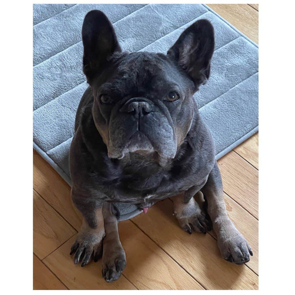 リンダ・エヴァンジェリスタのインスタグラム：「Happy #internationaldogday 🐾 from Mini Moon」