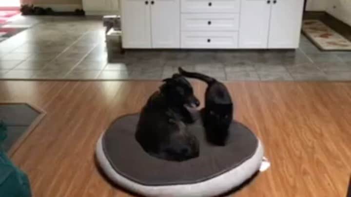 The Cats Of Instagramのインスタグラム：「Happy International Dog Day! @bing_clawsby loves his BFF; our dog Layla 🖤🖤 (wait till the end 😹)」