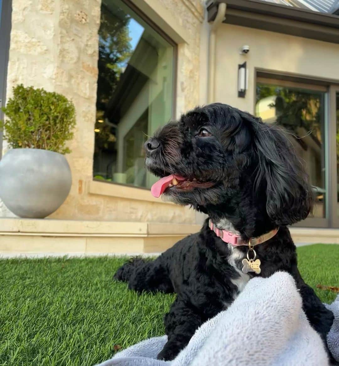 バド・ノリスのインスタグラム：「Happy National dog day to my angel 😇 girl Charlie. You truly have been my rock and your love is alway unwavering. From the out-house to the penthouse. I love you little girl」