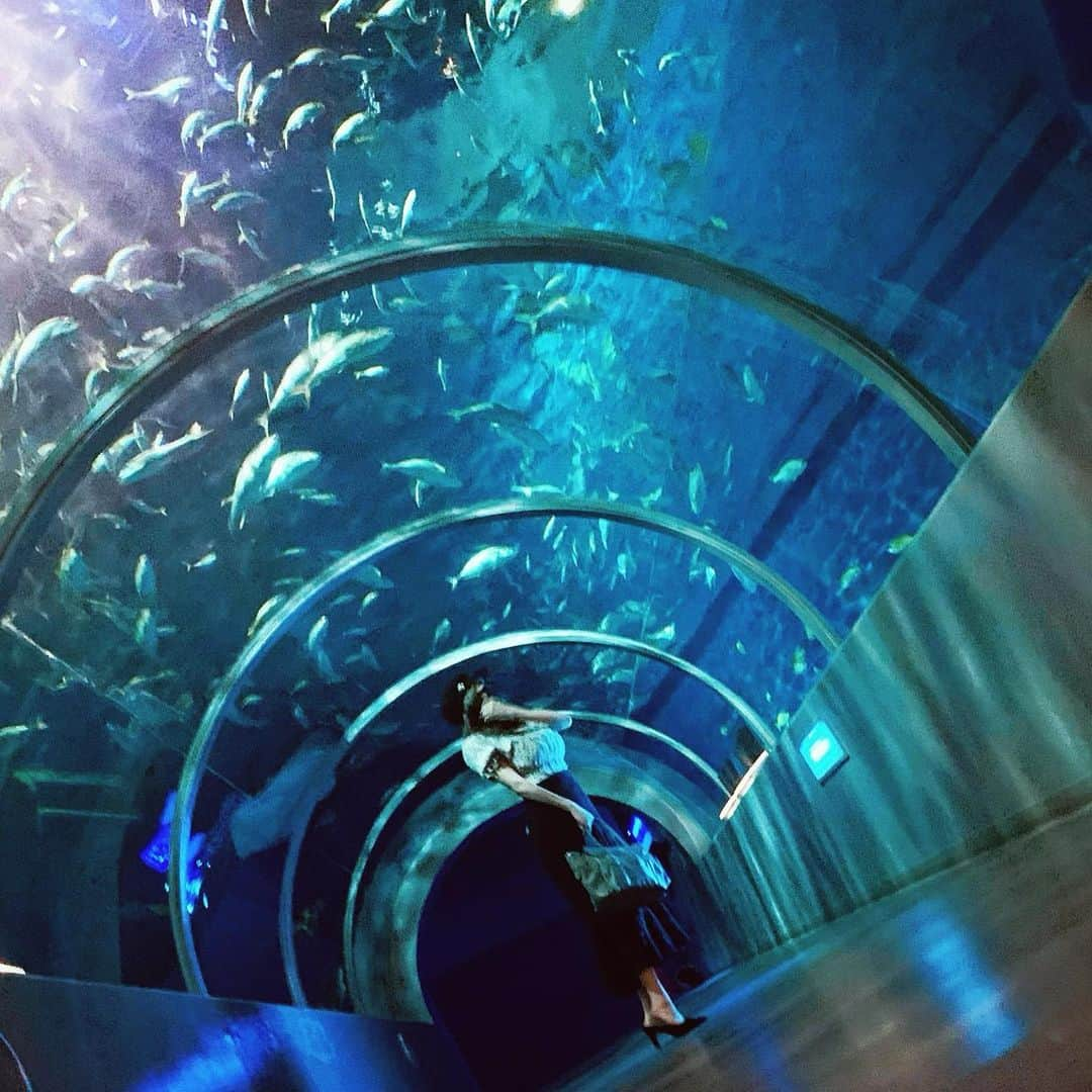 那月風華のインスタグラム：「． ． ． 🐟🐠🐟🐠 ． ． ． #instagram #instagood #instalike #likes4like #likeforlikealways #likesforlike #like4likes #followforfollowback #followｍe #follow4followback #f4f #aquarium」