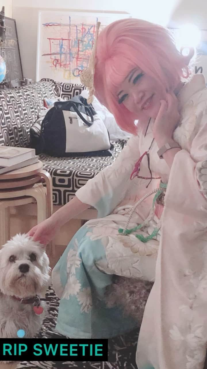 ジュン中山のインスタグラム：「I’m so sorry 😢 for your loss. Kim’s dog 🐶 Sweetie in heaven 💔 The kawaiest dog in NYC 🇺🇸🗽I had so much fun during visiting at Kim. I miss her. Send you love ❤️  @kimpaper」