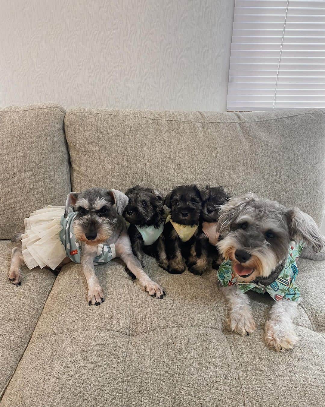森山菜々のインスタグラム：「. F A M I L Y 🐶💜  ハゲくん、お引越しの前に最後に家族写真👨‍👩‍👧‍👦🎞 しっかりLANIお父さんも。笑 (父、この状況まじでちんぷんかんぷん)  ハゲは先週お引越しをして、名前はハゲくん改めアロくんになったんだって😚🌺🤍 アロってかわいい〜  左から 👩🏼‍🦰ミミ　👦🏼アロ　👦🏼ウル　👧🏼リリ　👨🏼‍🦰ラニ  次会う時だれがいちばん大きくなってるか楽しみ🦖♡ ハゲ元気でね〜😚 #ハゲ笑」