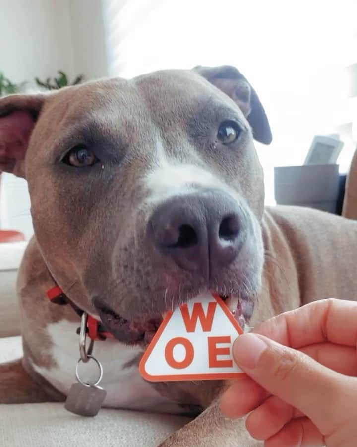 岡部紗季子のインスタグラム：「“  #mybae #family #dog #pitbull #love #ピットブル #🐶 . . . Happy International  DOG Day . LOVE U, EllE…」