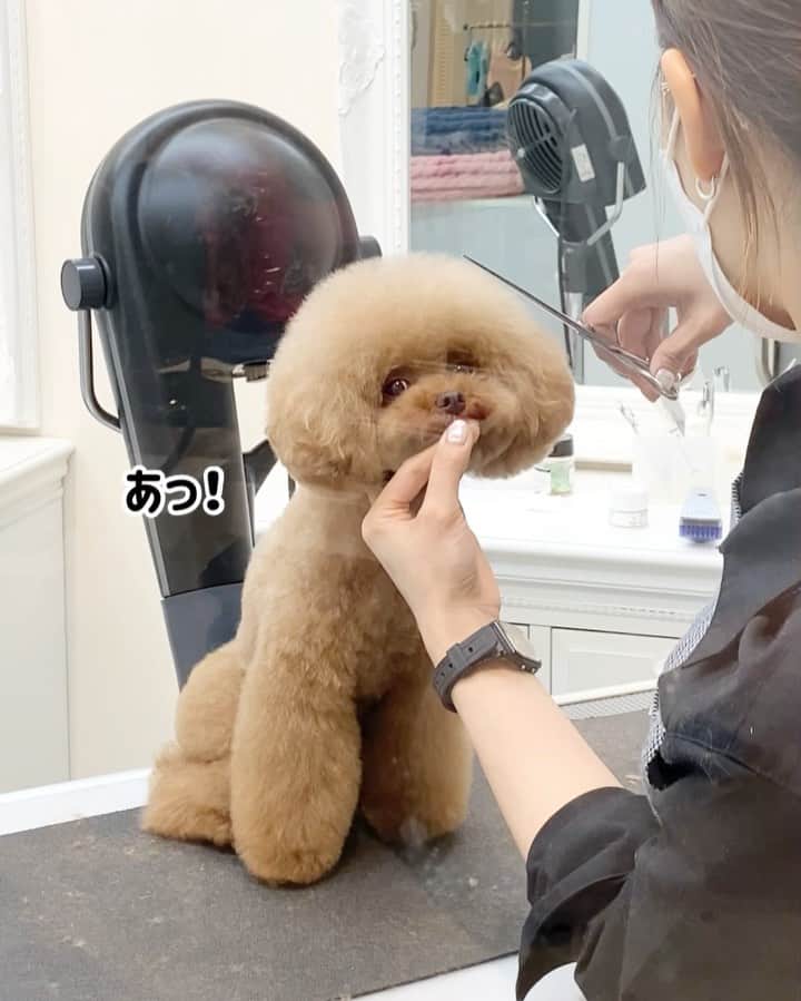 のインスタグラム：「・ 先日のパンナのトリミング✂️ ・ お姉さんにぺったりでした☺️😆 ・ いつも嬉しいコメントをありがとうございます✨🙇‍♀️✨ ・ #トイプードル #プードル #ふわもこ部 #わんこ #犬 #愛犬 #ペット #いぬすたぐらむ #犬バカ部 #いぬばか部 #わんこなしでは生きていけません会 #いぬのいる暮らし#toypoodlered #toypoodle #poodle #dog #dogs #instadog #cutedog #ilovemydog #dogstagram #あずしょこぱん #トリミング」