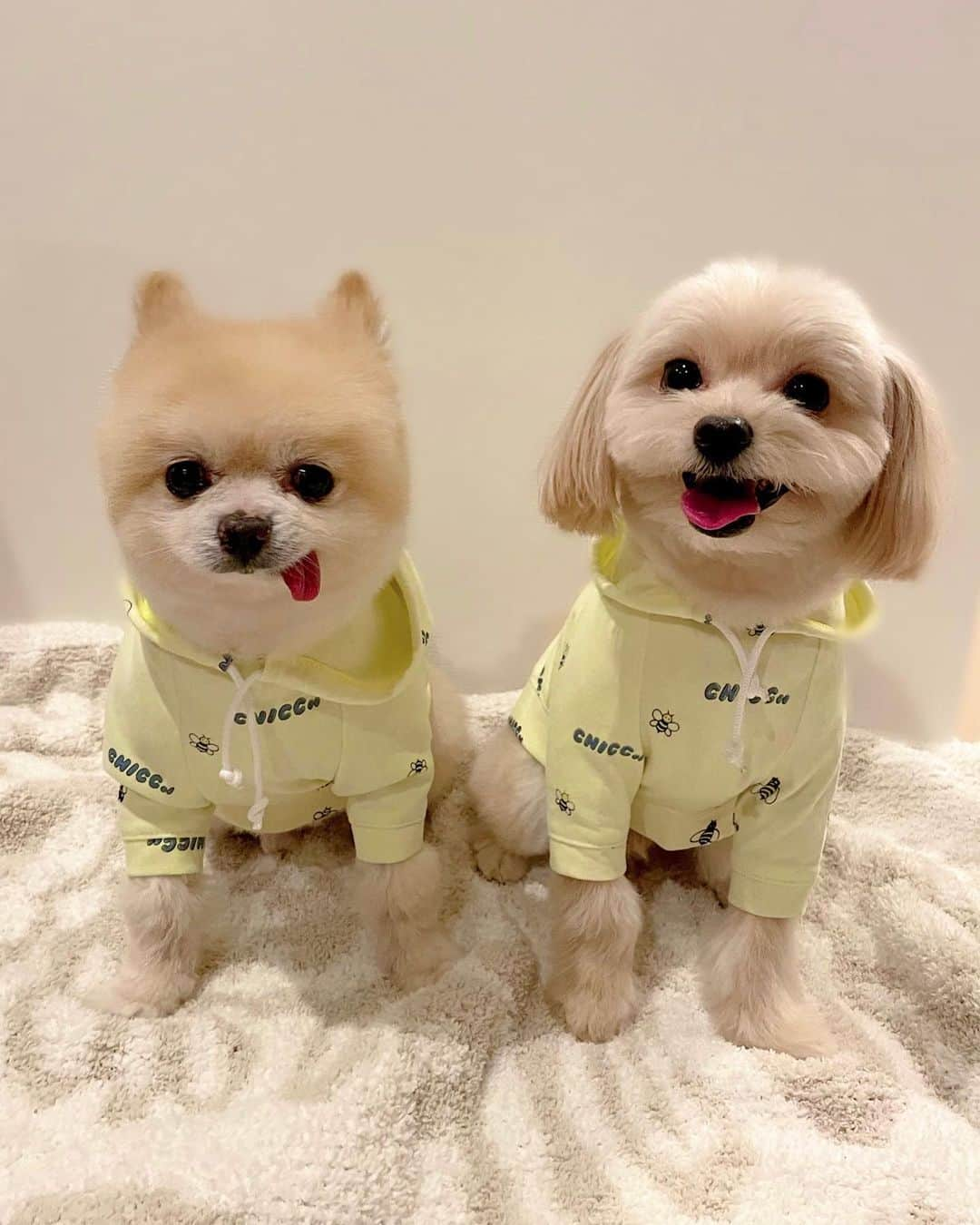 サキ吉さんのインスタグラム写真 - (サキ吉Instagram)「見て！！！！ 可愛いぃぃぃ🐶💓💓💓💓 基本的にお洋服は親子お揃いのことが多いよ❤️ このパーカーは @chicc_official のです🧡 質もいいしオススメ🥰 ． #ドッグウェア  #犬のいる暮らし  #ポメラニアン #ポメマルプー #ポメラニアン部  #犬服  #親子コーデ」8月27日 12時44分 - sakikichi1201