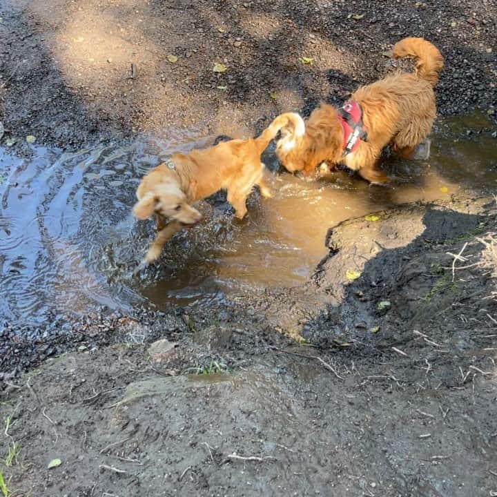 キャサリン・ドリスコルのインスタグラム：「A lovely puppy play date with @kate_lawton1 yday 🥰🐶」