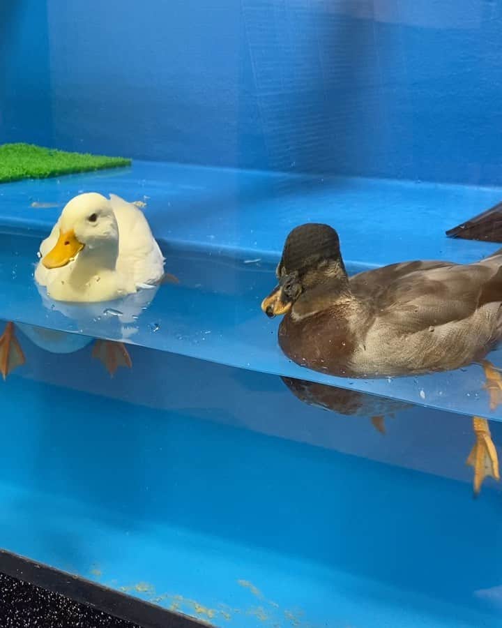 大阪ECO動物海洋専門学校のインスタグラム：「世界最小のアヒル「コールダック」 ハクとリョク、気持ちよさそう☺️✨ 泳ぎながらうたた寝することもあります😪💤(笑)  #コールダック #あひる  #大阪eco #大阪eco動物海洋専門学校 #動物 #専門学校 #動物飼育 #動物園 #水族館 #飼育員 #ドルフィントレーナー #アクアリスト #動物看護師 #トリマー #ドッグトレーナー #トリミング #犬 #animal #dog」