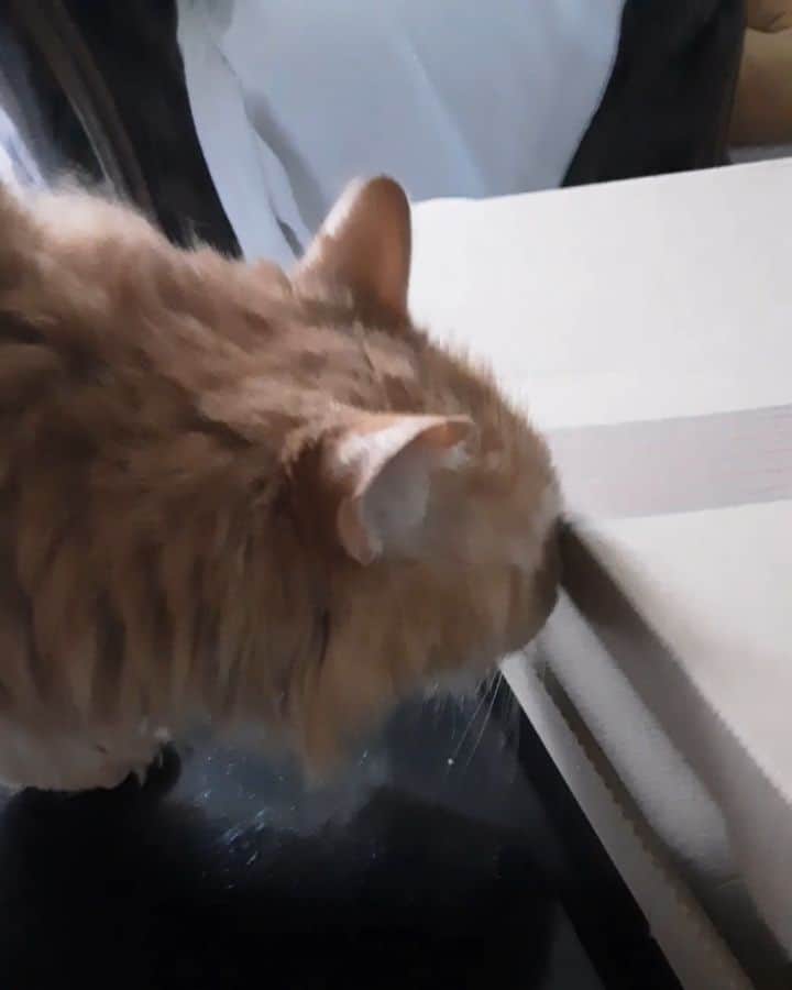 Homer Le Miaou & Nugget La Nugのインスタグラム：「Food inspection is the key to a good birthday pawty... Can't wait to see you all! Happy birthday to me hehe 🎂😸🍕 #HomerBigBoyPawty」