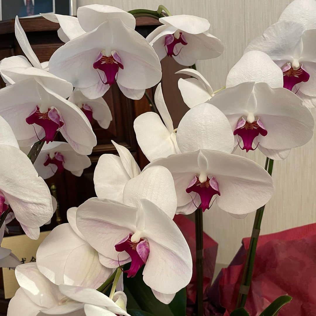 石倉洋子さんのインスタグラム写真 - (石倉洋子Instagram)「Received beautiful gorgeous orchid. Decided to share w my folks. It has been a year since my Dad left me to join his love…」8月28日 21時09分 - yoko.ishikura