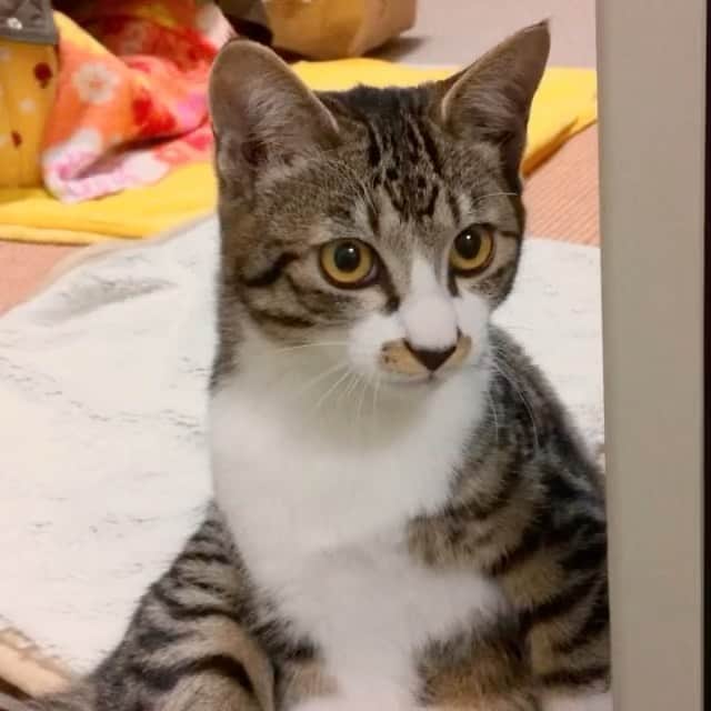meekooのインスタグラム：「うちのさんちゃま、今日で10歳になりました。 この動画はうちに来て間もない頃。ご飯待ちしています。声が今より可愛い〜（これでも😆）」