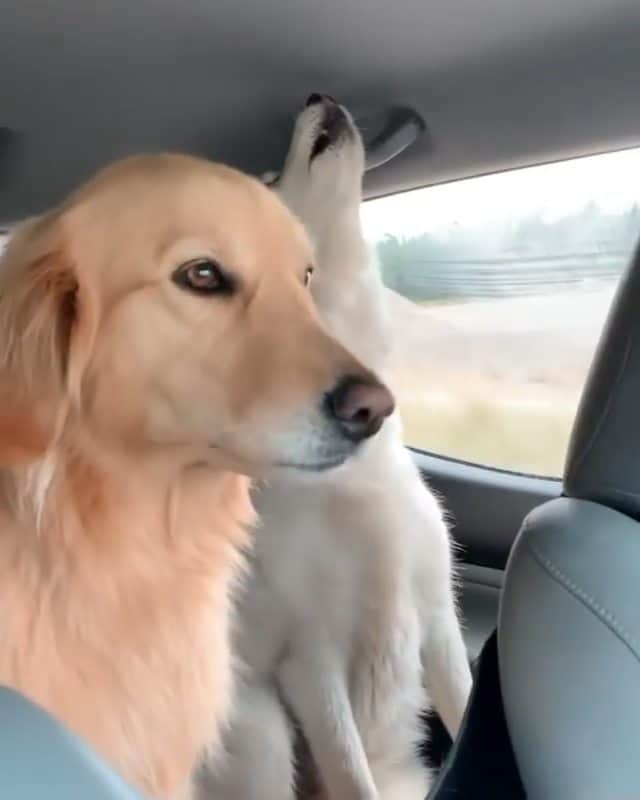 Beautiful Nature & Animalsのインスタグラム：「Road trips with huskies 😅 By @nico.jackson.zoey」