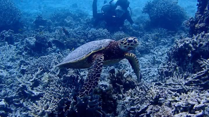 大橋岬のインスタグラム