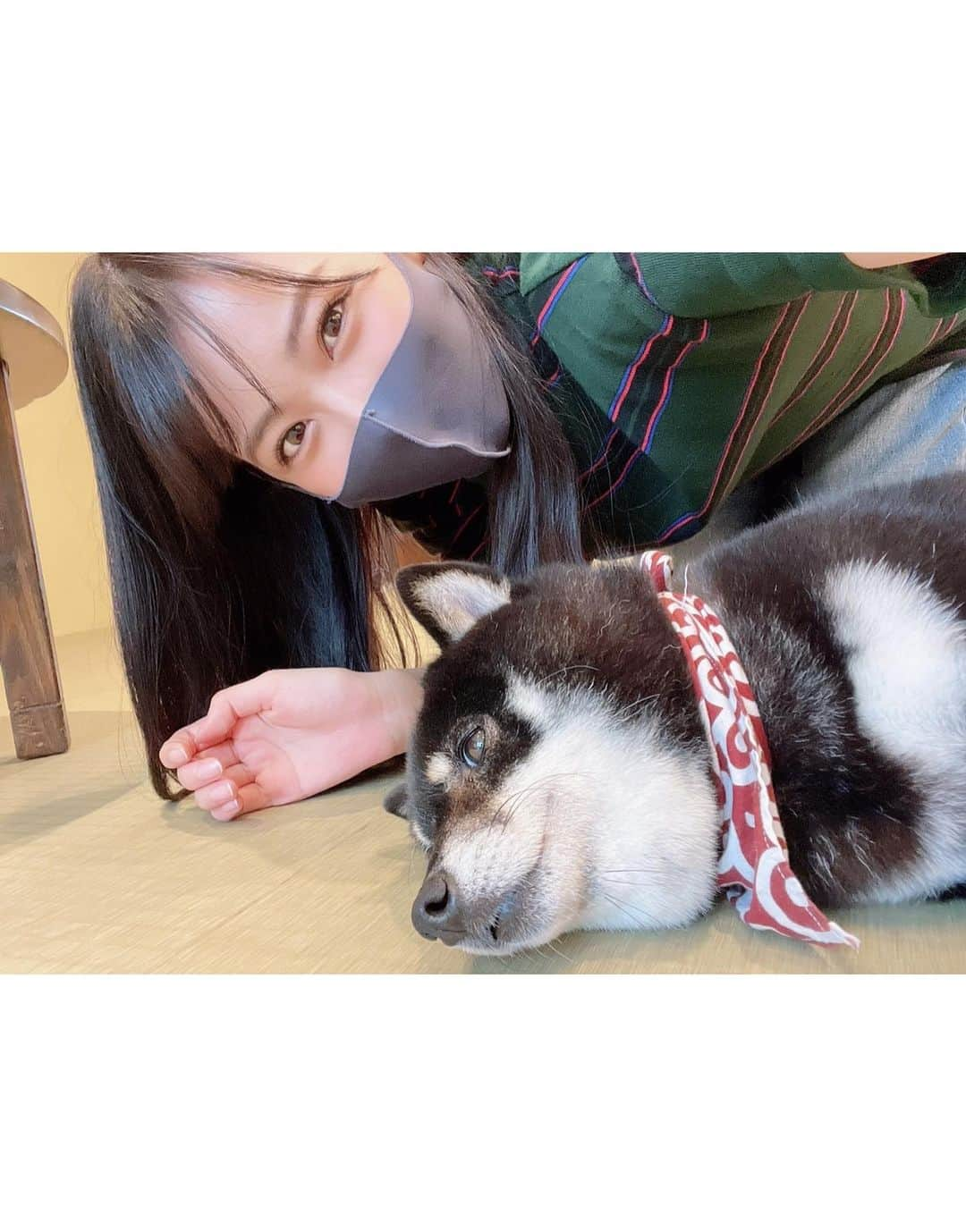 白間美瑠さんのインスタグラム写真 - (白間美瑠Instagram)「うーちゃんと豆柴カフェへ❤️ ずっと行きたかったの😚 可愛い過ぎました。。お尻まで可愛いかった😖うーちゃんモテモテ #豆柴　#柴犬」8月29日 18時53分 - shiro36run