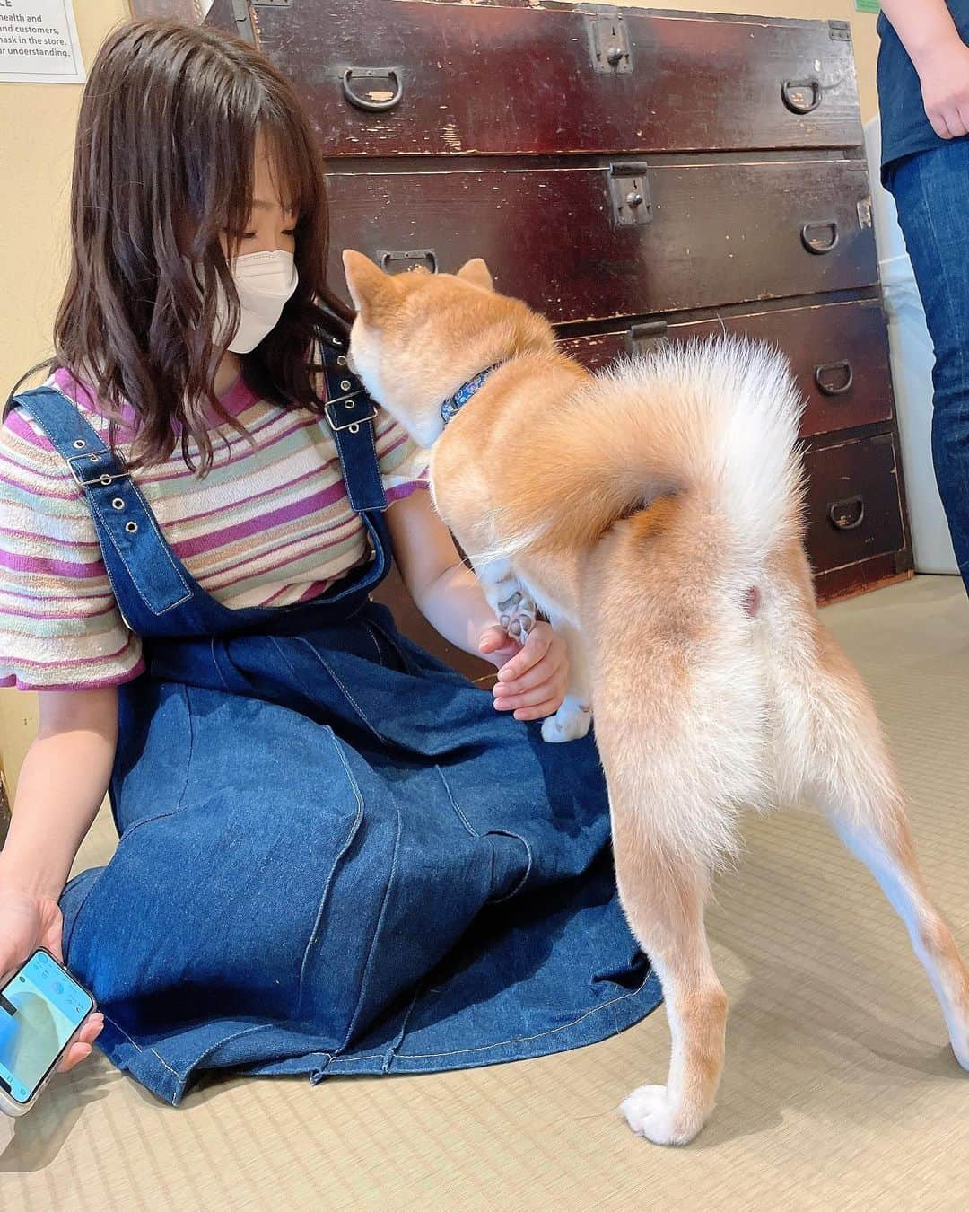 白間美瑠さんのインスタグラム写真 - (白間美瑠Instagram)「うーちゃんと豆柴カフェへ❤️ ずっと行きたかったの😚 可愛い過ぎました。。お尻まで可愛いかった😖うーちゃんモテモテ #豆柴　#柴犬」8月29日 18時53分 - shiro36run