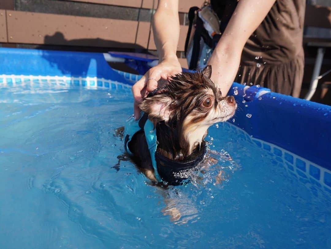 大島麻衣さんのインスタグラム写真 - (大島麻衣Instagram)「チュロスプールデビュー🐶🌊 まだまだお水が怖いみたいだからママと少しずつ練習しようね♡ #チュロス #チワワ #チワワ部 #プールデビュー #初プール #pool #dogpool #dogrun #summer #チワワのいる暮らし #夏休み」8月29日 12時44分 - maioshima911