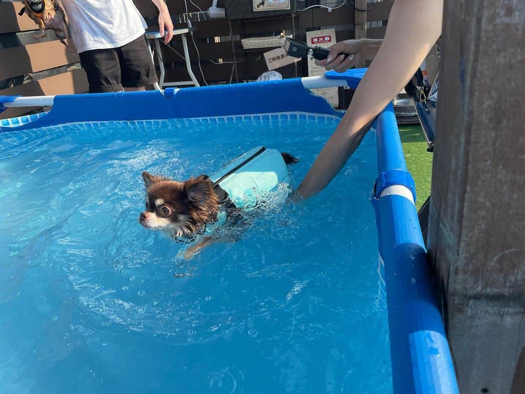 大島麻衣さんのインスタグラム写真 - (大島麻衣Instagram)「チュロスプールデビュー🐶🌊 まだまだお水が怖いみたいだからママと少しずつ練習しようね♡ #チュロス #チワワ #チワワ部 #プールデビュー #初プール #pool #dogpool #dogrun #summer #チワワのいる暮らし #夏休み」8月29日 12時44分 - maioshima911