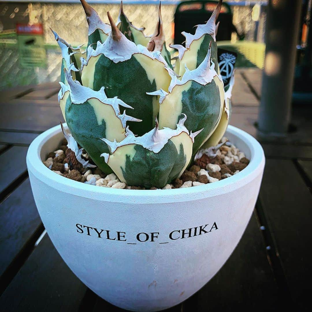 祖父江大輔のインスタグラム：「#snaggletooth #titanota  #agave  @style_of_chika」