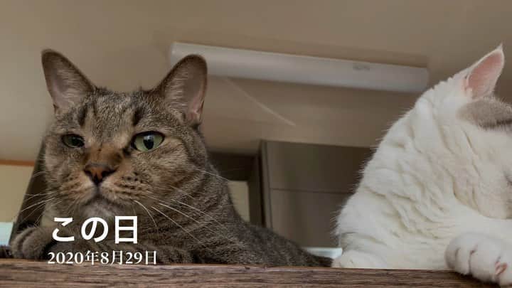 くるねこ大和のインスタグラム