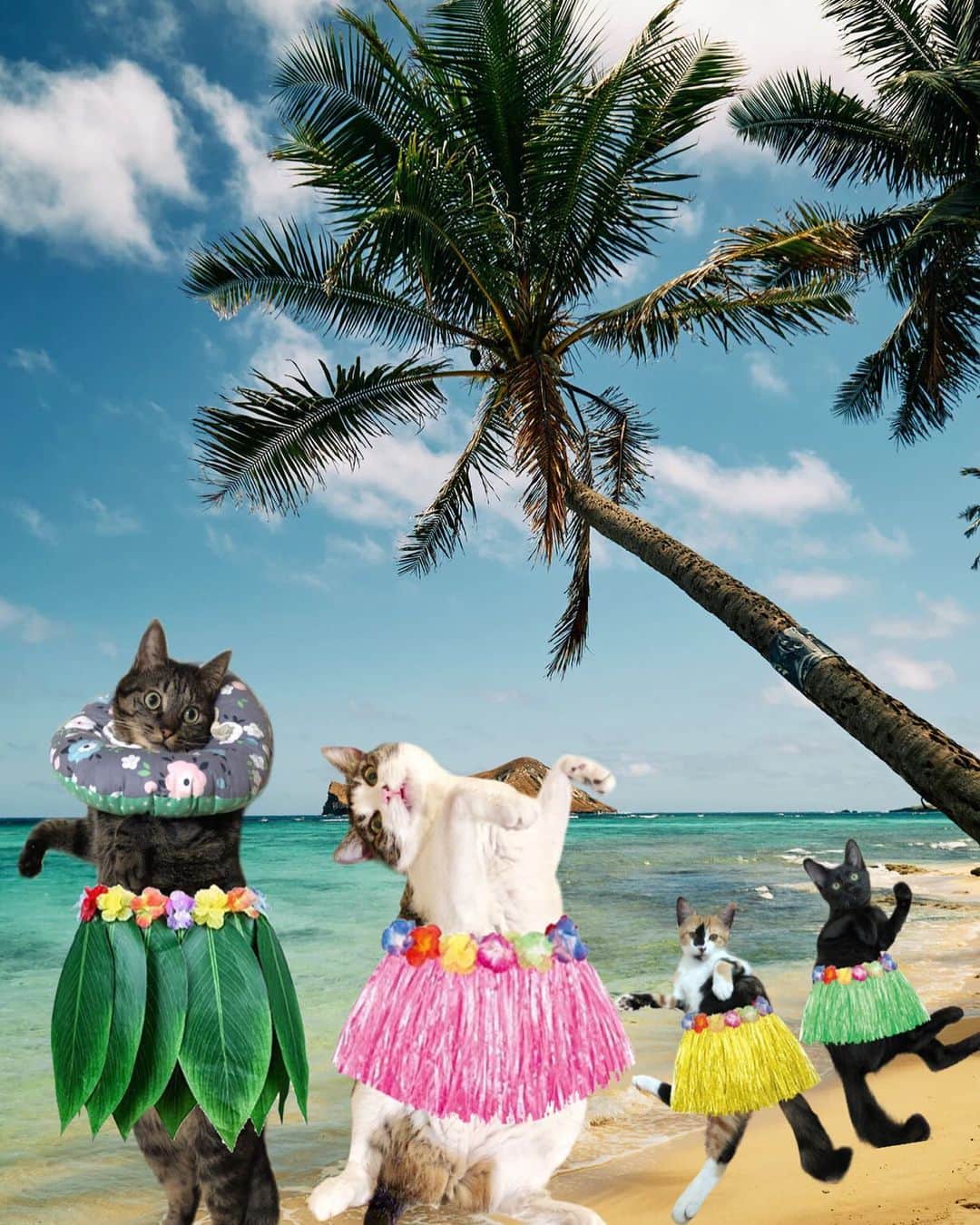 ♡caro꒰⌯͒•·̫•⌯͒꒱ ♡のインスタグラム：「自粛自粛で大変だけど、気分だけでも夏気分(もう終わるw)  みんなで、ニャロハー🌺🌴  結構前に作ってたのを今更載せます(笑) ぼーっとしてたらあっという間に年明けるわ😇  #フラダンス #フラダンスの猫 #コラージュ」