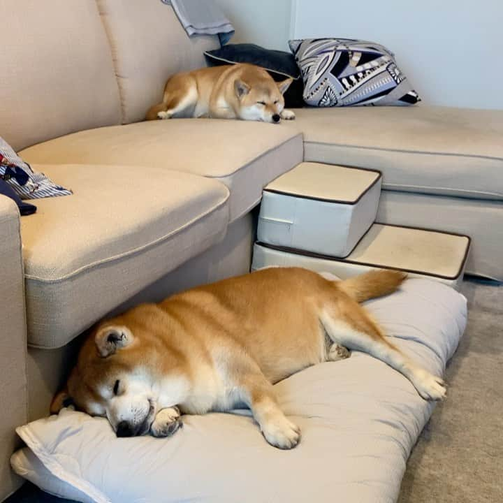 shibainu berryのインスタグラム