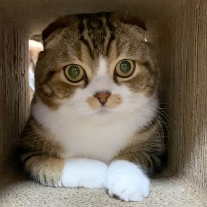 のインスタグラム：「round ❤️  お目々クリクリうずらちゃん🐵 全てが丸くて可愛い💕  #weeklyfluff #cat #scottishfold #catlover #pleasantcats #catstagram #cute #adorable #meow #meowed #catsofinstagram #catoftheday」