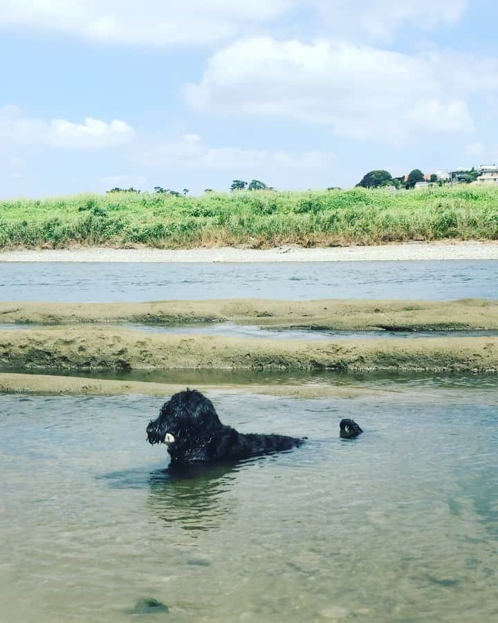 しなしさとこのインスタグラム：「. . さくらさんの川遊びは 浸かってお風呂みたい🛁 ちなみにお気に入りの石 を咥えて顎強化中😂😂 1人ピッチョンも覚えた🏞 . .  #しなしさとこ #satokoshinashi #格闘技 #女子格闘技 #ジョシカク#giantschnauzer #ジャイアントシュナウザー #シュナウザー #schnauzerworld #2歳犬 #シュナスタグラム #大型犬のいる生活 #大型犬のいる暮らし #しなしさくらお嬢#川 #散歩#川遊び#穏やかな日々#私の娘」