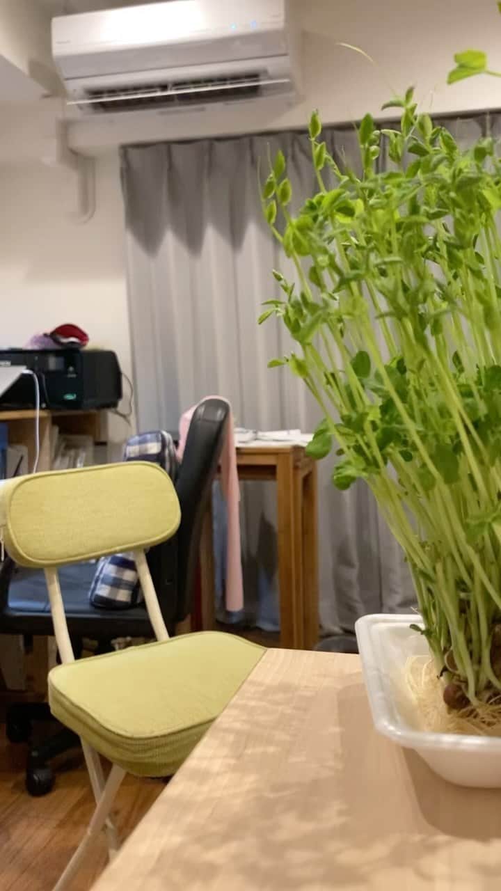 内田朝陽のインスタグラム：「【音声推奨】 豆苗炒めレシピ  @asahimeshi」
