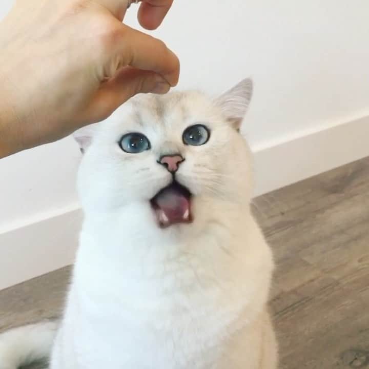 コビーのインスタグラム：「In cat culture, it’s rude NOT to chew with your mouth open.」