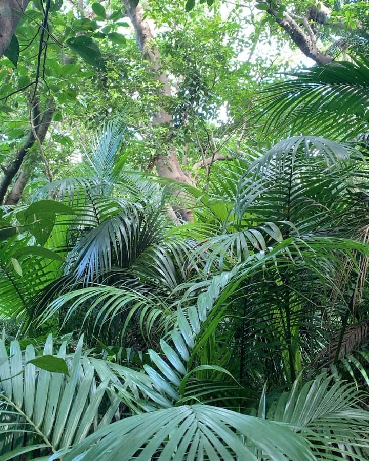 関絵理子のインスタグラム：「🌴  自然の音に癒されるこの頃。 少しの間のデジタルデトックス完了☺️🌿 たまにはいいですね✨   ここはまた行きたい場所。 音と景色に癒される🌱  ・ ・ ・  #自然の音 #ヤシの木 #理想の庭 #ボタニカルライフ #自然がすき #植物の力 #自然の風景 #ナチュラルガーデン #虫の声 #森林浴 #デジタルデトックス #naturesounds #healingtime」