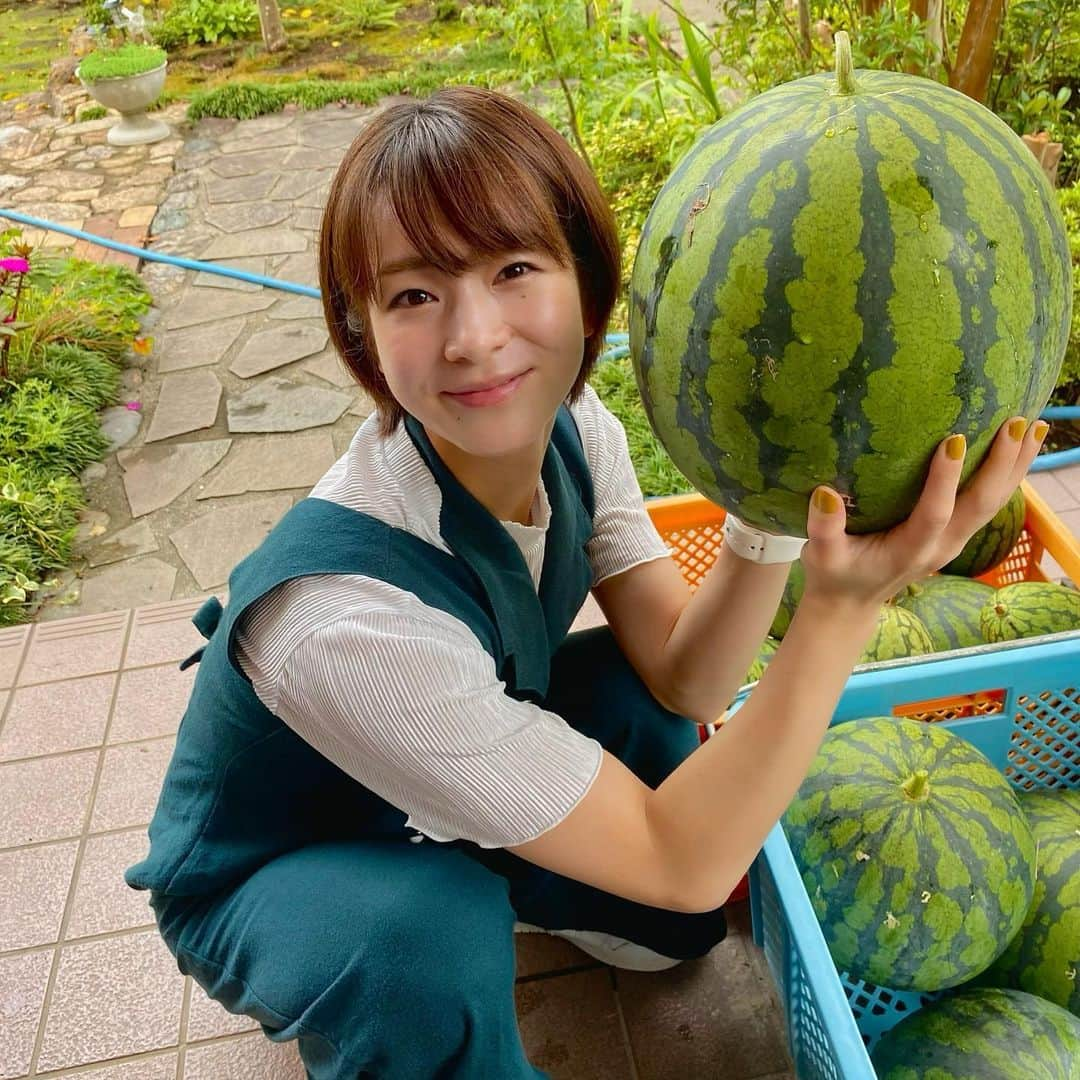 酒井瞳さんのインスタグラム写真 - (酒井瞳Instagram)「いつのまにか夏も過ぎ去る🤭  夏の思い出といえばお仕事の帰りに実家寄って毎年父が育ててるスイカを味わえた事かな🍉😋  美味しかったぁ😆  この大きさがゴロゴロなってるのはなんか笑えた🤣‼️笑  #宮崎 #延岡 #実家 #自然 #田舎 #夏 #すいか #🍉 #美味しい」8月31日 9時16分 - s.sakaihitomi