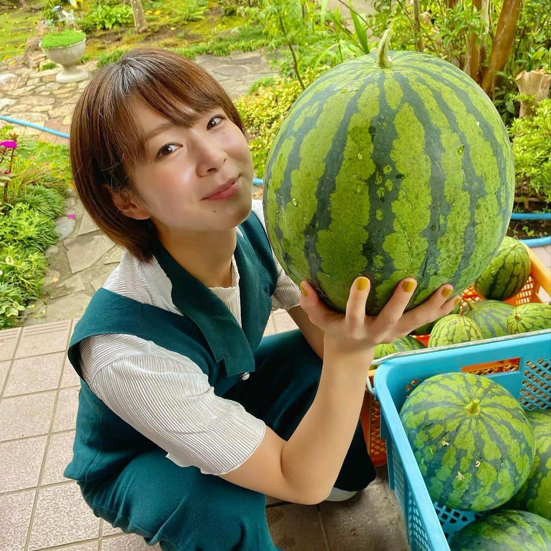 酒井瞳さんのインスタグラム写真 - (酒井瞳Instagram)「いつのまにか夏も過ぎ去る🤭  夏の思い出といえばお仕事の帰りに実家寄って毎年父が育ててるスイカを味わえた事かな🍉😋  美味しかったぁ😆  この大きさがゴロゴロなってるのはなんか笑えた🤣‼️笑  #宮崎 #延岡 #実家 #自然 #田舎 #夏 #すいか #🍉 #美味しい」8月31日 9時16分 - s.sakaihitomi