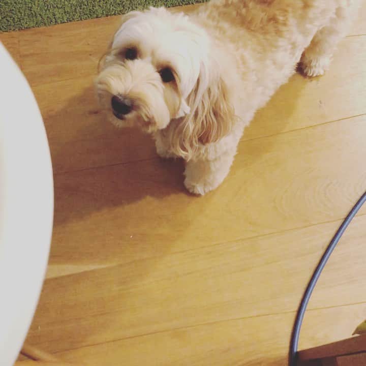 北山陽一のインスタグラム：「腹減りすぎの #きたやまおかき」