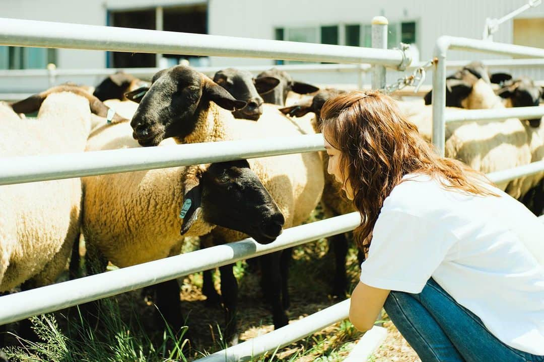 原田ゆかさんのインスタグラム写真 - (原田ゆかInstagram)「ㅤㅤㅤㅤㅤㅤㅤㅤㅤㅤㅤㅤㅤ 大野岱放牧場には とても希少と言われている サフォーク種の羊さんや 牛さんがいらっしゃいました🐂🐑🤍  この日も 暑い暑い☀️日だったから みんな水分補給ちゃんとしてねー‼︎と 目が優しくて か、かわいかったよ〜っ！！  大自然の中で短い滞在期間だったけど 改めて 命を頂いているということを 感じられる貴重な時間でした。  ありがとうございました！  ※撮影時のみマスクを外しています🙇‍♀️  #藤里町#藤里町ツーリズム協議会#白神山地#秋田県#大野岱放牧場#fujisato#世界自然遺産#旅人#trip」8月31日 17時31分 - yukachan_1223